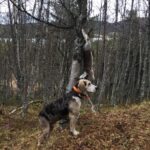 INTROJAKT: Harejakt med hund