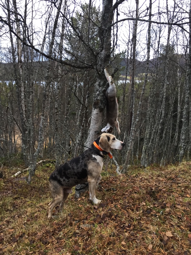 INTROJAKT: Harejakt med hund