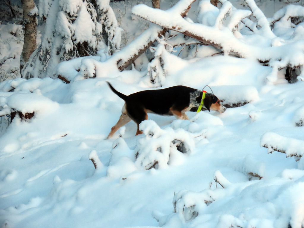 INTROJAKT: Harejakt med hund